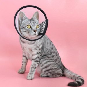 Pet Protective Headgear Cat And Dog Anti-Bite Collar After Cosmetic And Operation, Size: No.7/8cm (OEM)