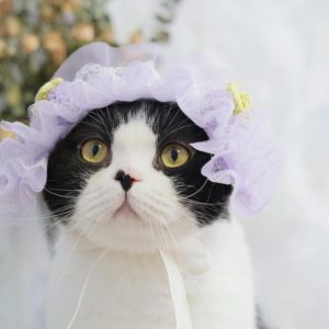 2 PCS Cute Cat Hat Dog Headdress Maid Birthday Hat Lace Headdress Photo Accessories(Purple) (OEM)