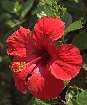 Ιβίσκος (Hibiscus sinensis)