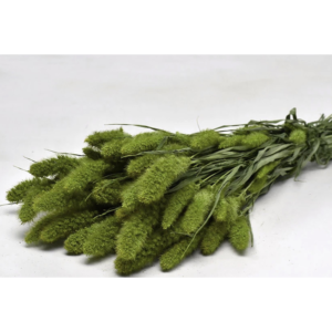 Seteria Πράσινο Αποξηραμένο φυτό 100γρ, 65εκ.