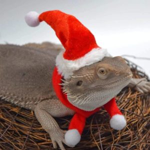Lizard Crawling Pet Out Christmas Dress Up, Specification: Hat+Scarf (OEM)