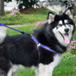 Pet Dog Collar + Harness + Leash Three Sets, M, Harness Chest Size: 43-67cm, Collar Neck Size: 33-52cm, Pet Weight: 15kg Below (Dark Blue) (OEM)