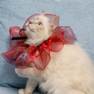 Pet Scarf Halloween Christmas Dress Up Dream Triangle Scarf, Size: Cat S(Red) (OEM)