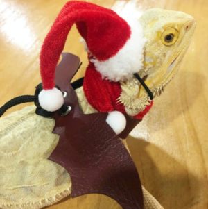 Lizard Crawling Pet Out Christmas Dress Up, Specification: Hat+Scarf+Traction Rope (OEM)