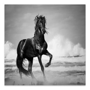Πίνακας σε καμβά Black Horse Megapap ψηφιακής εκτύπωσης 60x60x3εκ. 1τεμ