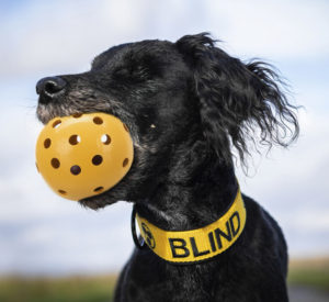 Παιχνίδι Trixie Μπάλα με Τρύπες, Ειδικά για σκύλους με προβλήματα όρασης και τυφλούς σκύλους Διαστάσεων: 7cm